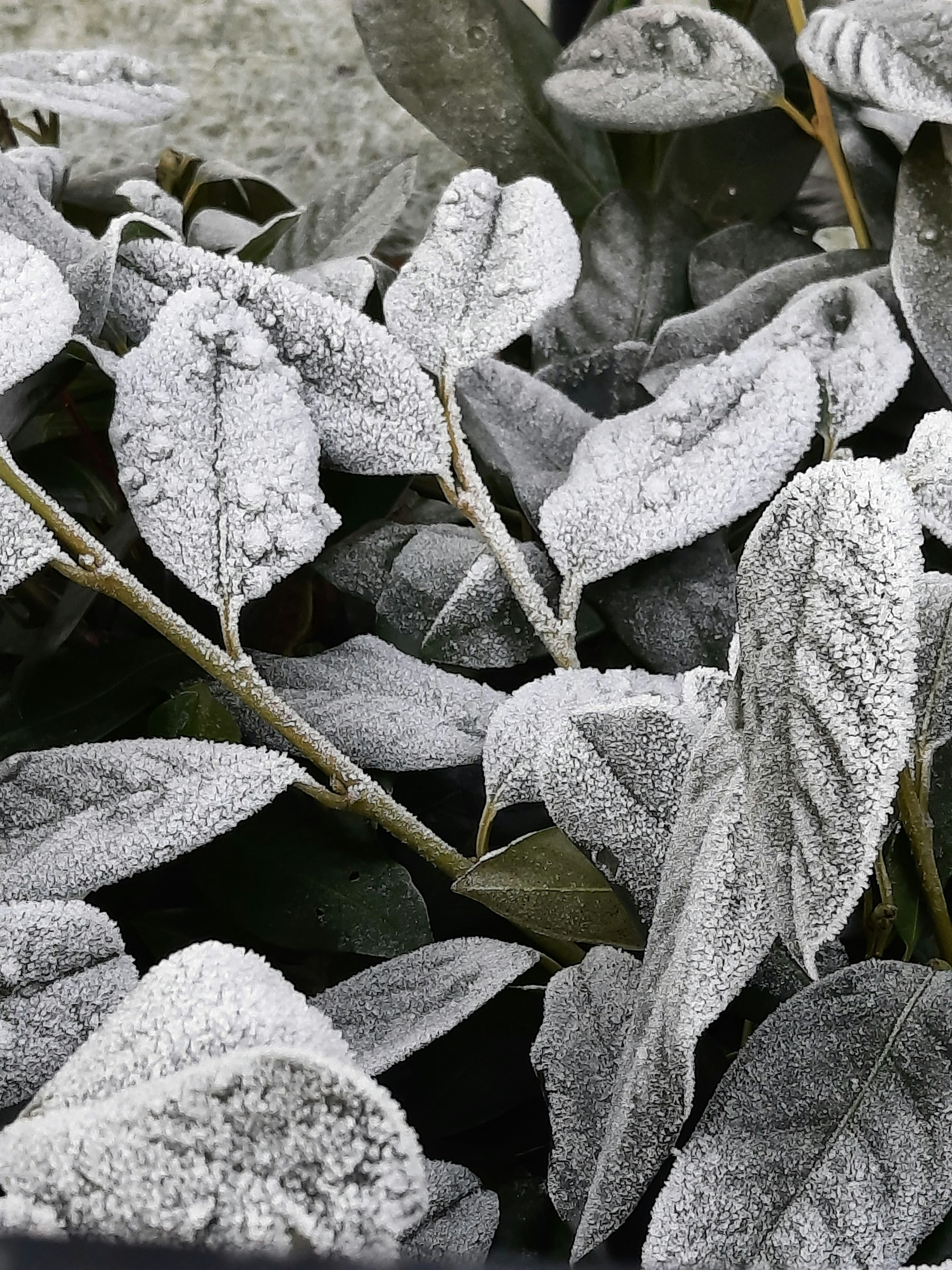 Green leaves covered in dense frost